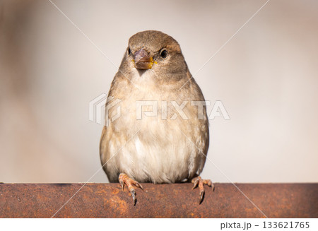 A beautiful close-up photo 133621765