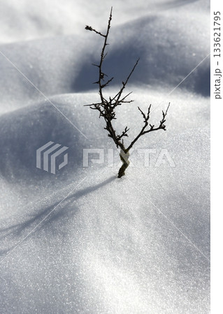 dried branch lonely tree metaphor snow winter dunes desert dried branch lonely tree metaphor snow winter dunes desert 133621795