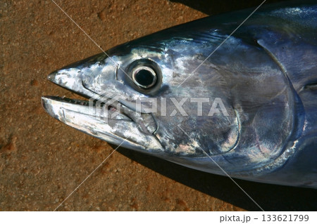 Bonito tuna, Sarda Sarda, close up portrait macro Bonito tuna, Sarda Sarda, close up portrait macro 133621799