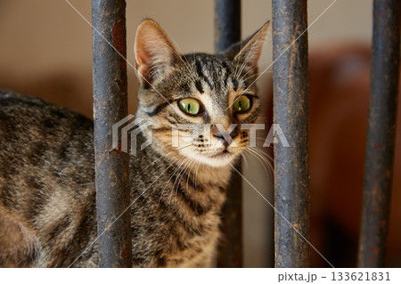 cat portrain from behind a fence 133621831