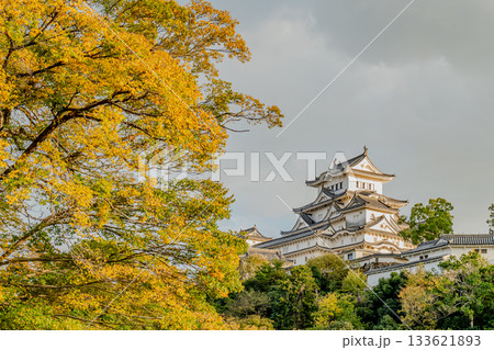 黄色に色付くアベマキと姫路城 133621893