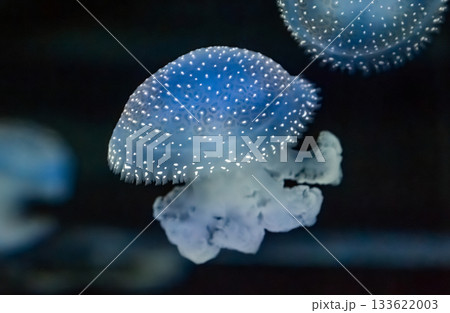 A beautiful blue jellyfish 133622003