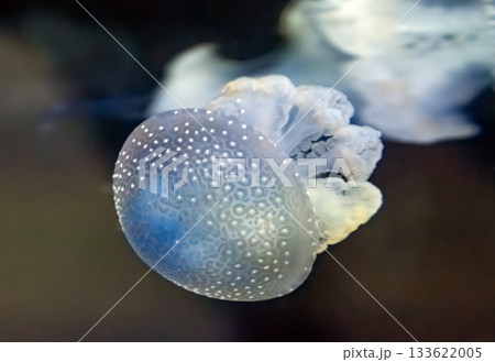 A beautiful blue jellyfish 133622005