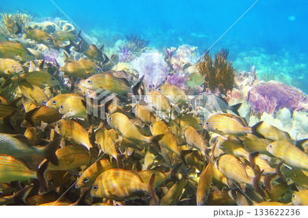 coral caribbean reef Mayan Riviera Grunt fish 133622236