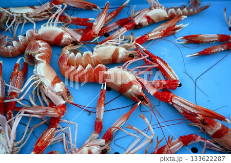 Mediterranean crustacean, Nephrops Norvegicus 133622287