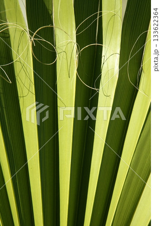 Palm leaf detail with curling fiber 133622364