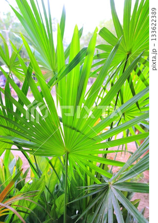 Chit Palm ree leaves in Yucatan rainforest mexico 133622389