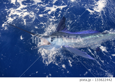 Beautiful white marlin real billfish sport fishing 133622442