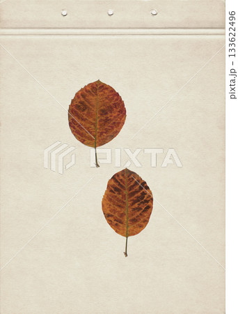 Craft paper texture with pressed apple tree leaves. Dried autumn foliage in shades of red, green and orange arranged vertically. Vintage botanical herbarium composition for nature inspired eco design. Craft paper texture with pressed apple tree leaves. Dried autumn foliage in shades of red, green and orange arranged vertically. Vintage botanical herbarium composition for nature inspired eco design. 133622496