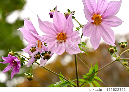 皇帝ダリア 133622521