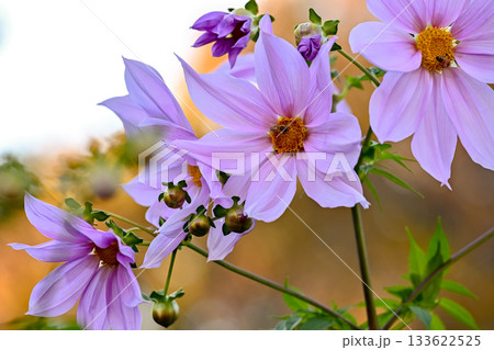 皇帝ダリア 133622525