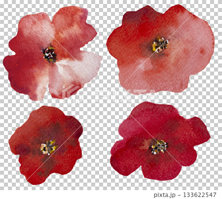 Watercolor bright red poppy wild flowers isolated illustration, floral wedding and greeting element Watercolor bright red poppy wild flowers isolated illustration, floral wedding and greeting element 133622547