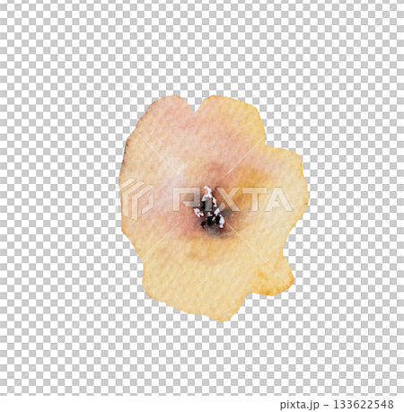 Watercolor pastel yellow wild flower isolated illustration, floral wedding and greeting element 133622548