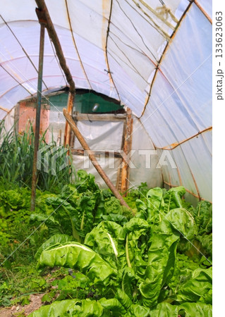 Home garden chard vegetables greenhouse 133623063