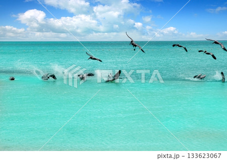 Caribbean pelican turquoise beach tropical sea 133623067