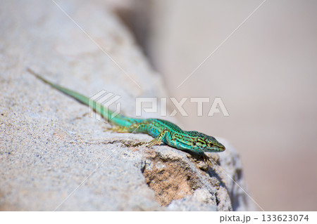 Formentera lizard Podarcis pityusensis formenterae Formentera lizard Podarcis pityusensis formenterae 133623074