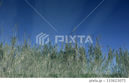 cane flowers on the river, blue sky cane flowers on the river, blue sky 133623075