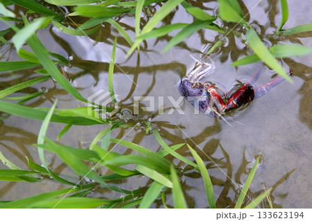 Dead red river crab in an irrigation rice field Dead red river crab in an irrigation rice field 133623194