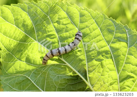 silkworm ringed silk worm on mulberry green leaf 133623203
