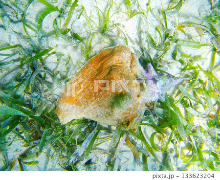 Seashell in Caribbean sea over white sand bottom Seashell in Caribbean sea over white sand bottom 133623204