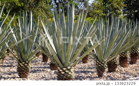 Agave tequilana plant for Mexican tequila liquor Agave tequilana plant for Mexican tequila liquor 133623229