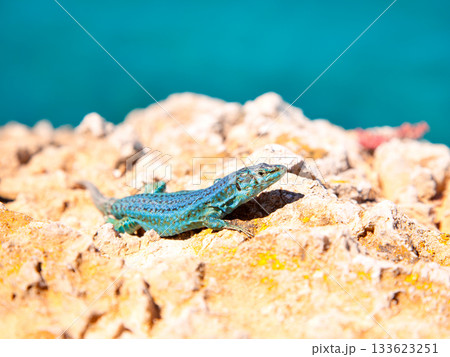 formentera lizard Podarcis pityusensis formenterae 133623251