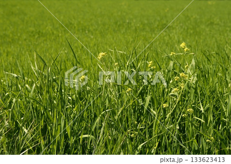 Grasslands meadow green grass with rice fields background Grasslands meadow green grass with rice fields background 133623413