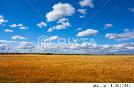 Castile La Mancha cereal fields in Cuenca Castile La Mancha cereal fields in Cuenca 133623440