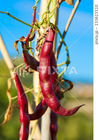 Red green beans in Mediterranean 133623510