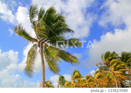 Coconut palm trees tropical typical background Coconut palm trees tropical typical background 133623560