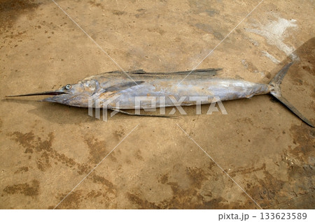 African Espadon sailfish dead fishermen catch African Espadon sailfish dead fishermen catch 133623589