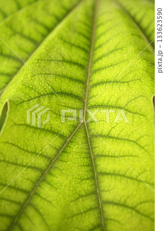 Aralia papirifera green plant leaf, Araliaceae from China Aralia papirifera green plant leaf, Araliaceae from China 133623590
