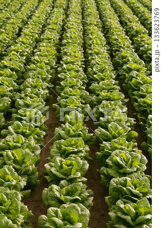 Cabbage fields in Spain Cabbage fields in Spain 133623769