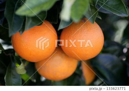 Three oranges growing in an orange tree 133623771