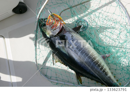 Blue fin tuna Mediterranean fishing and release Blue fin tuna Mediterranean fishing and release 133623791