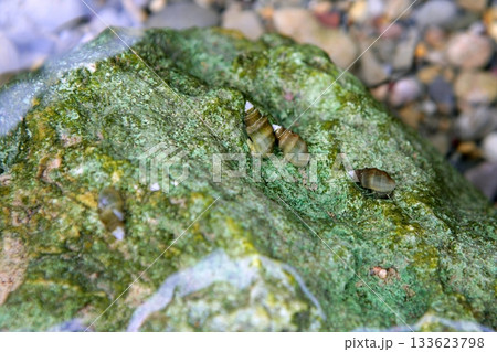 River freshwater snails over green musk stone 133623798