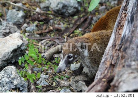 Coati ring Tailed Nasua Narica animal 133623801