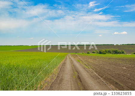Dirt Road Across Endless Fields on a Gently Rolling Plain 133623855
