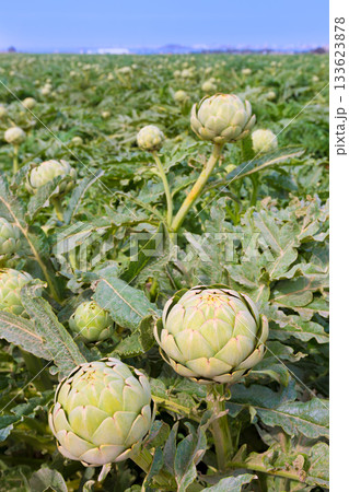 Artichokes field in Murcia Ameria region Spain 133623878