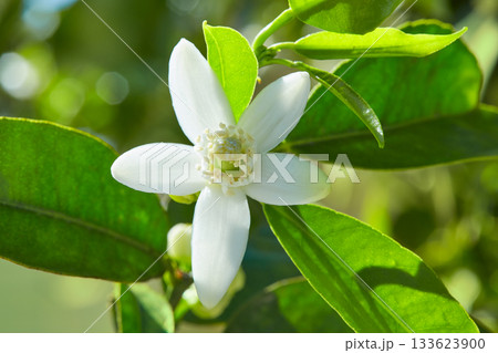 Orange blossom flowers in mediterranean tree 133623900