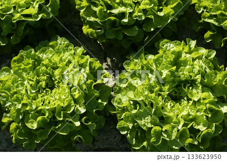 Green lettuce country in Spain Green lettuce country in Spain 133623950