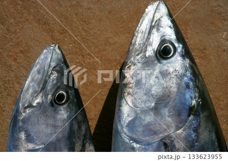 Bonito tuna, Sarda Sarda, close up portrait macro 133623955