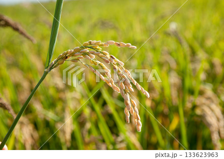 Cereal rice fields with ripe spikes 133623963