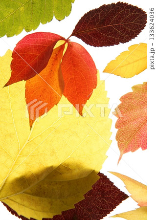 Autumn, fall leaves decorative still at studio white background 133624036