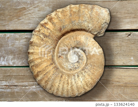 fossil spiral snail stone real ancient petrified shell 133624140