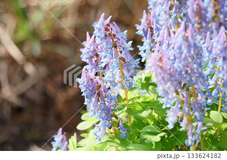 北海道の庭に咲くエゾエンゴサク 133624182