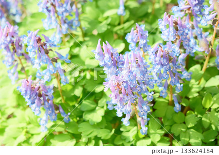 北海道の庭に咲くエゾエンゴサク 133624184