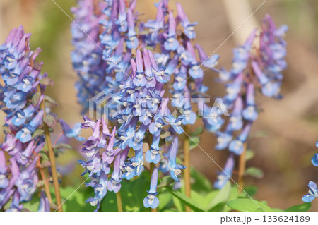 北海道の庭に咲くエゾエンゴサク 北海道の庭に咲くエゾエンゴサク 133624189