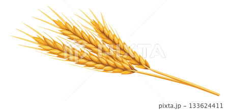 Sheaf of wheat lying on a white background Sheaf of wheat lying on a white background 133624411