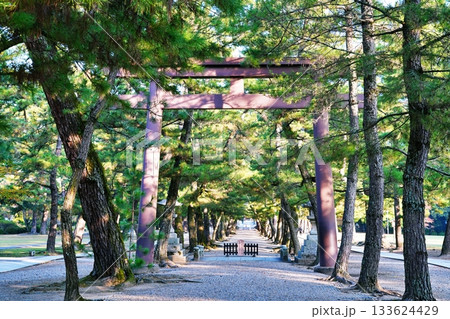 出雲大社 松の参道 出雲大社 松の参道 133624429